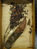 historical herbarium sample